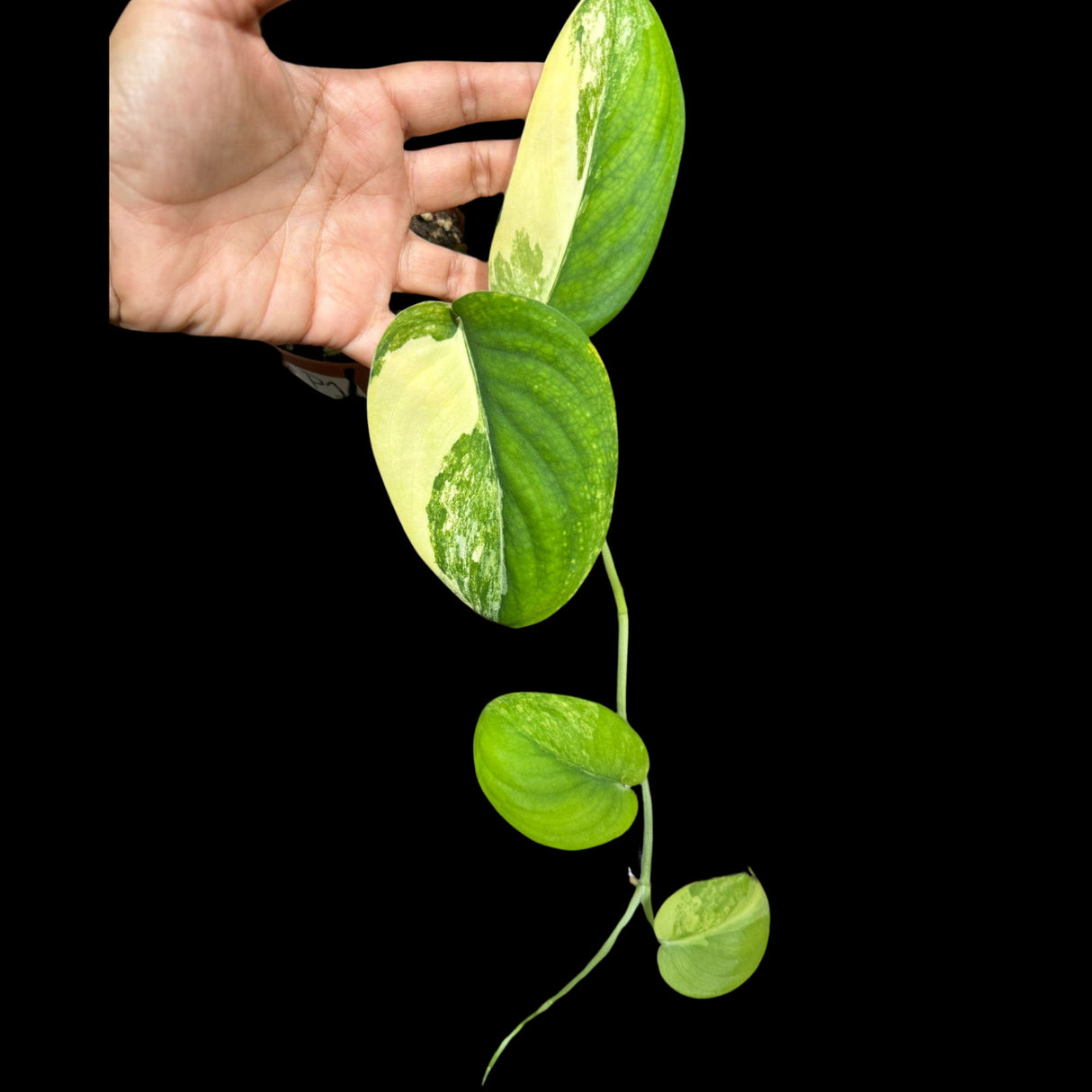 Scindapsus Jade Satin Variegated | Variegated Scindapsus Potted Plant | SAME plant as images - US Seller