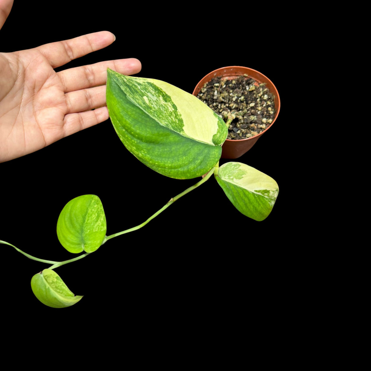 Scindapsus Jade Satin Variegated | Variegated Scindapsus Potted Plant | SAME plant as images - US Seller