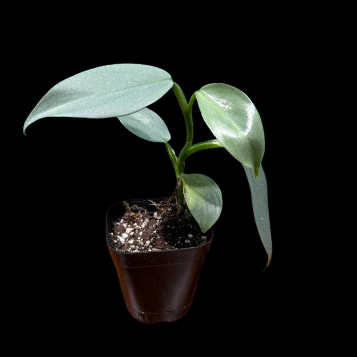 Philodendron Silver Sword starter plant in a 2" Pot| Indoor & Outdoor Live House plant | Unique Tropical Plants | Office Plant, Gift Plants