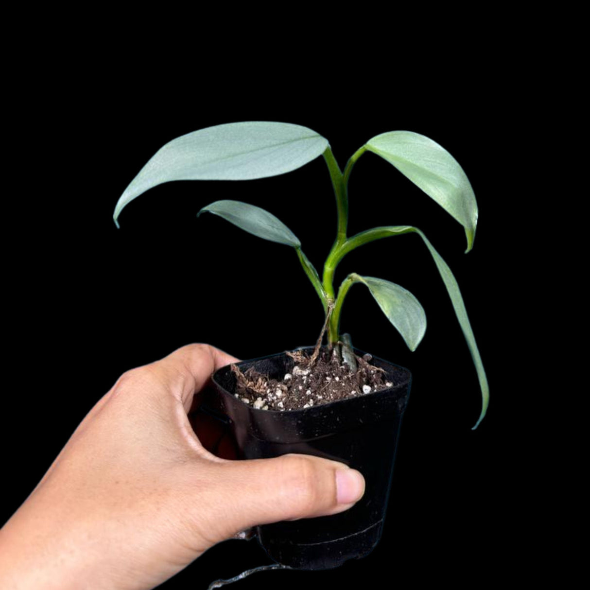 Philodendron Silver Sword starter plant in a 2" Pot| Indoor & Outdoor Live House plant | Unique Tropical Plants | Office Plant, Gift Plants