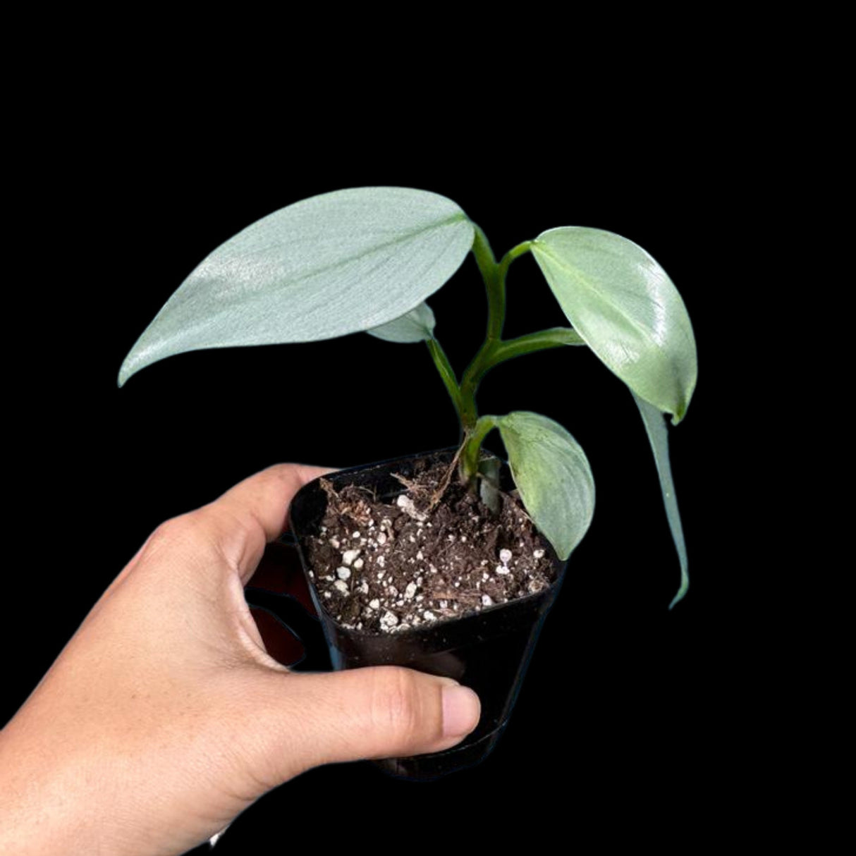 Philodendron Silver Sword starter plant in a 2" Pot| Indoor & Outdoor Live House plant | Unique Tropical Plants | Office Plant, Gift Plants