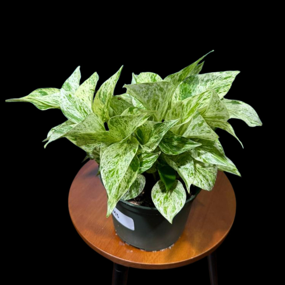 Variegated Snow Queen Pothos in 4" Pot - Epipremnum aureum 'Snow Queen' - Variegated Pothos