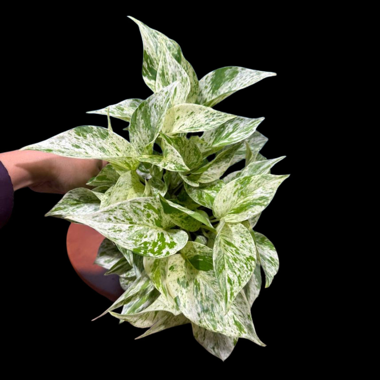 Variegated Snow Queen Pothos in 4" Pot - Epipremnum aureum 'Snow Queen' - Variegated Pothos