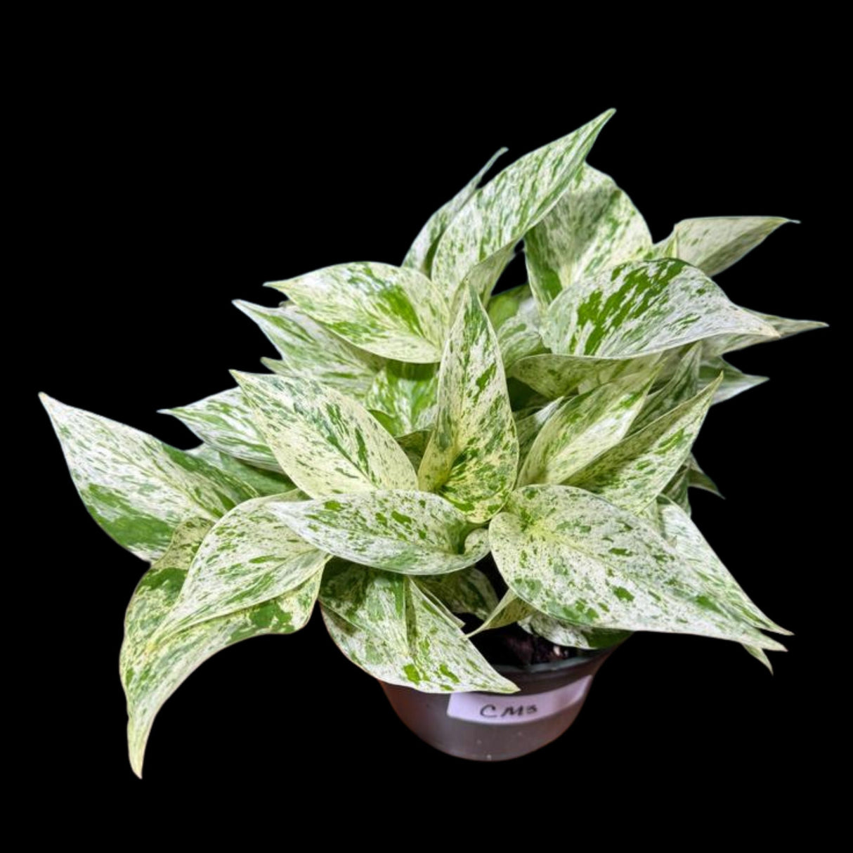 Variegated Snow Queen Pothos in 4" Pot - Epipremnum aureum 'Snow Queen' - Variegated Pothos