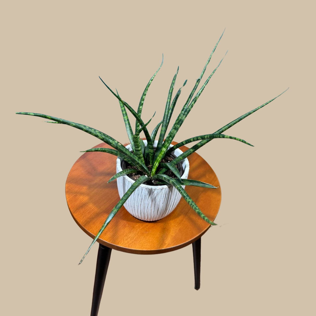 Rare Fernwood Mikado Snake Plant - Indoor Easy Care Low Maintenance Houseplant - Low Light Succulent - Kids plant - Small Terrarium Plant