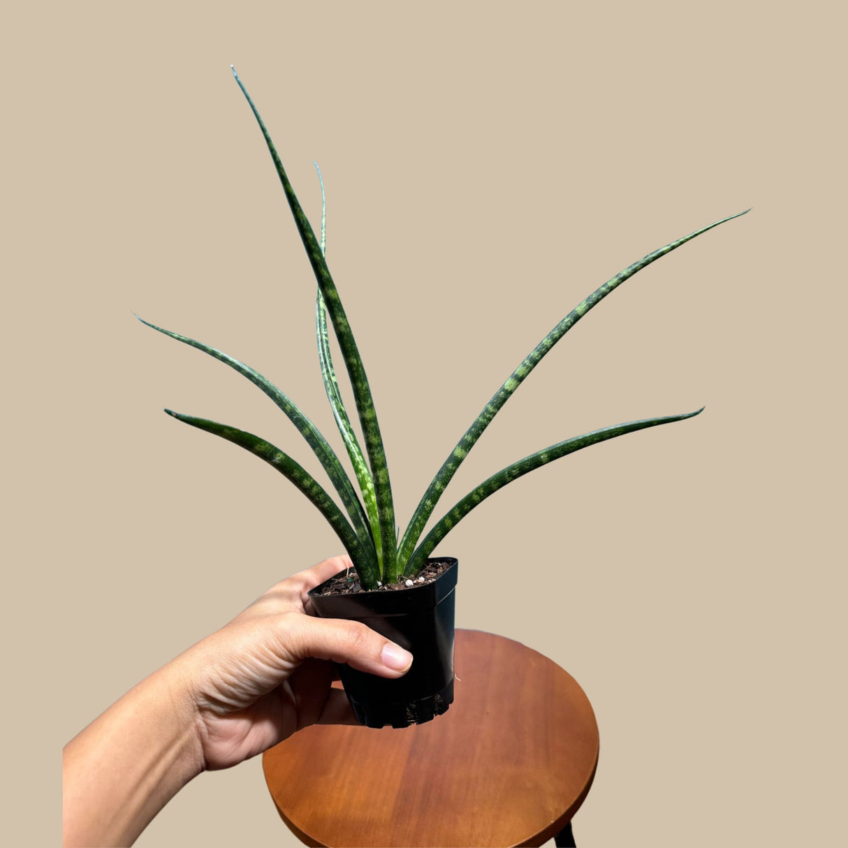 Rare Fernwood Mikado Snake Plant - Indoor Easy Care Low Maintenance Houseplant - Low Light Succulent - Kids plant - Small Terrarium Plant