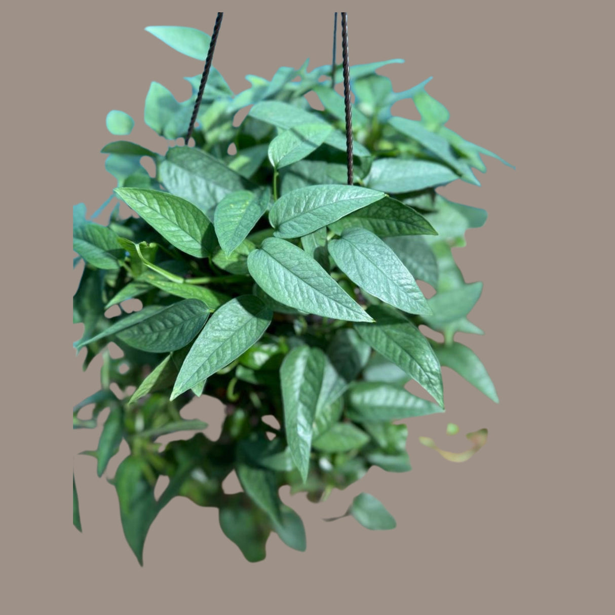 Epipremnum Pinnatum 'Cebu Blue' Pothos in a 8" Hanging Basket | Rare Cebu Blue Epipremnum Pinnatum | Gift Houseplants