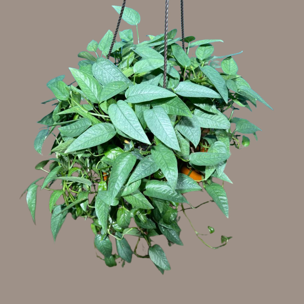 Epipremnum Pinnatum 'Cebu Blue' Pothos in a 8" Hanging Basket | Rare Cebu Blue Epipremnum Pinnatum | Gift Houseplants