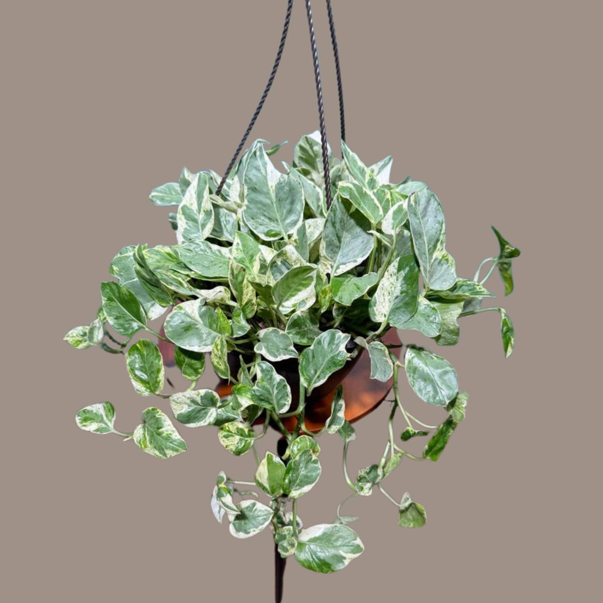 N'joy Pothos Plant in a 8" Hanging Basket - Low light indoor plant - Terrarium plant, Office plant, Gift plant