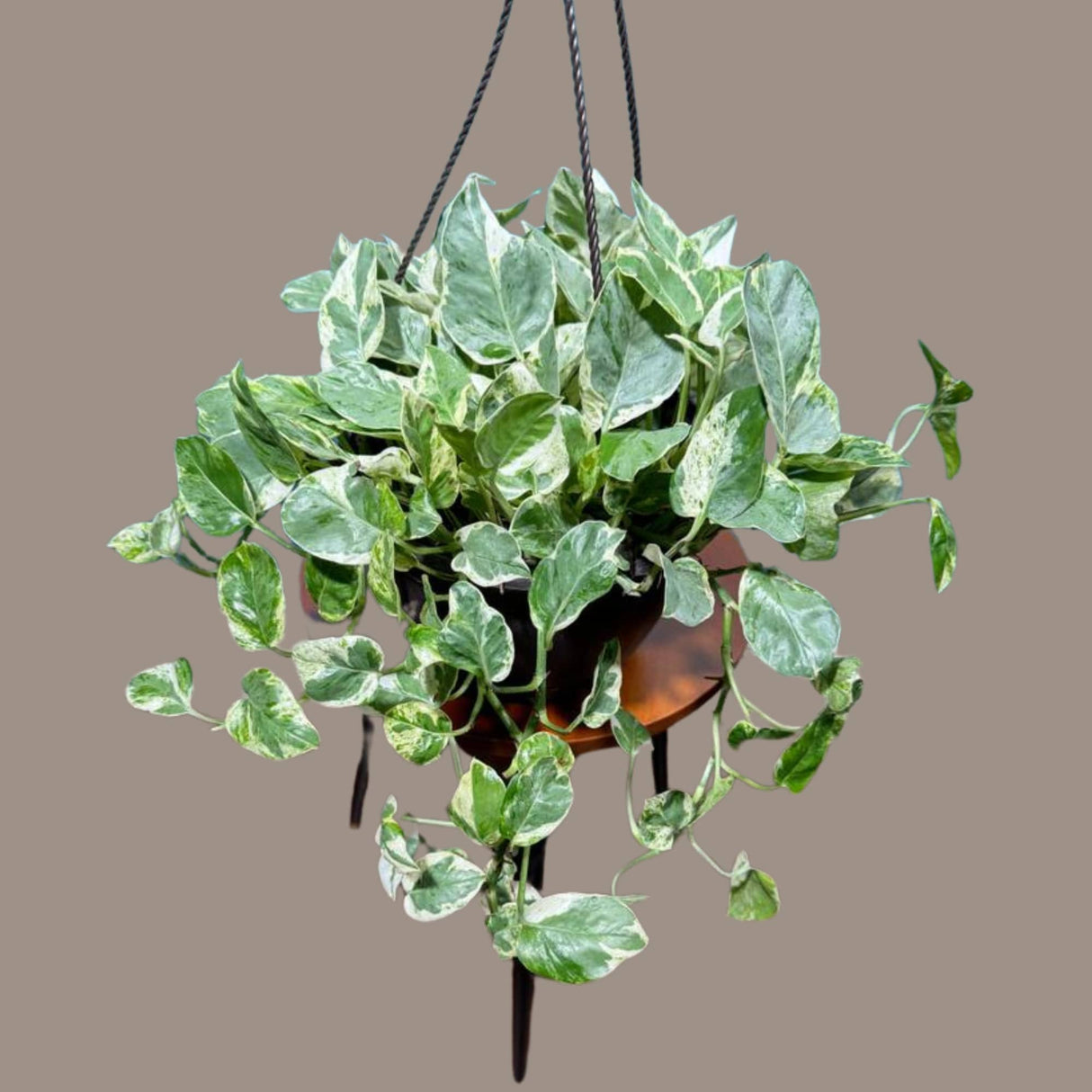 N'joy Pothos Plant in a 8" Hanging Basket - Low light indoor plant - Terrarium plant, Office plant, Gift plant