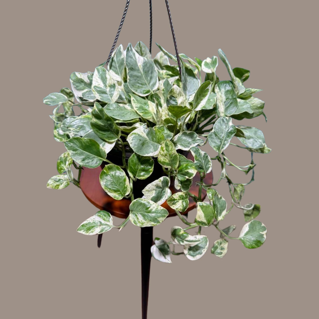 N'joy Pothos Plant in a 8" Hanging Basket - Low light indoor plant - Terrarium plant, Office plant, Gift plant