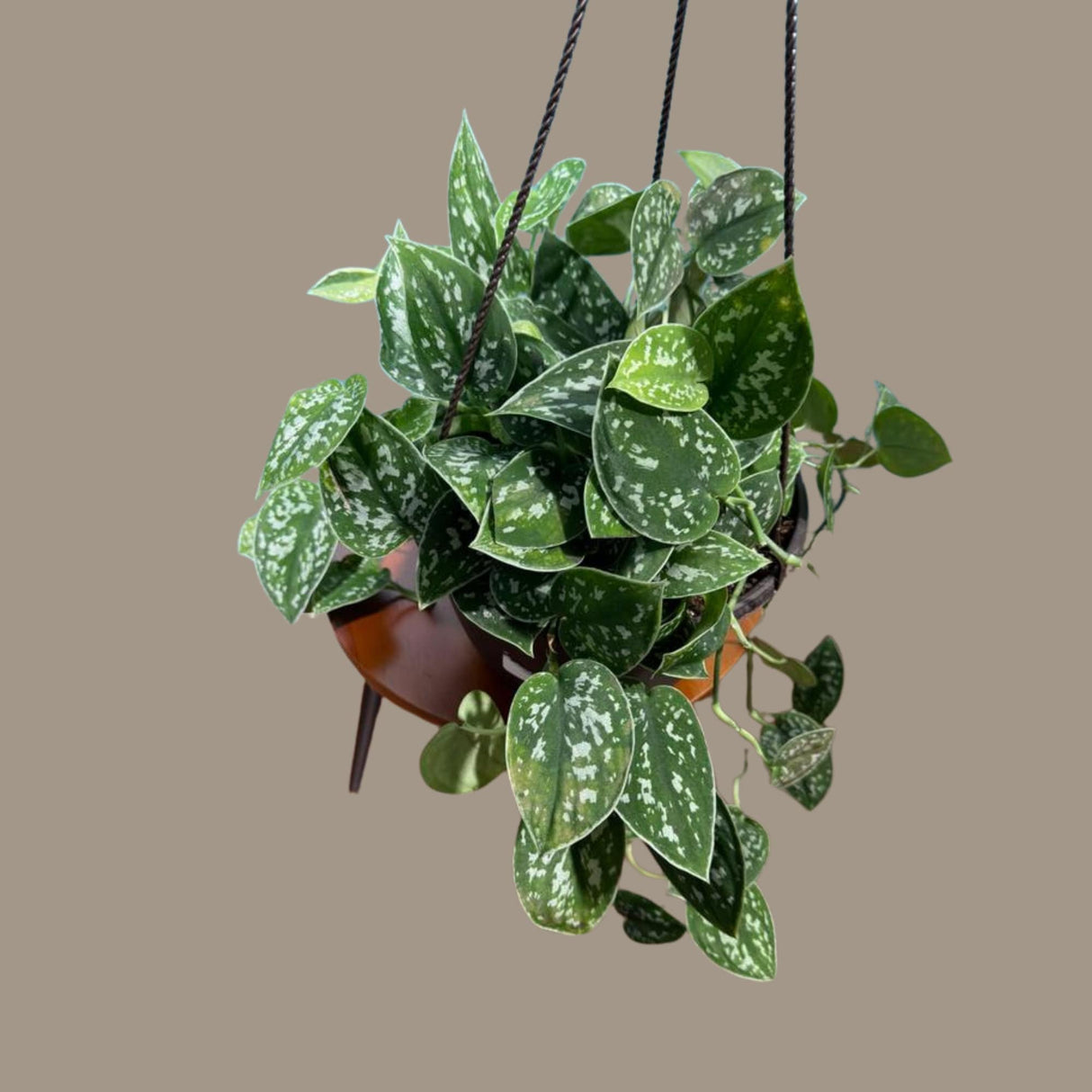 Silver Pothos in a 6" Hanging Basket - Silver Satin Pothos Live Houseplant - Scindapsus pictus 'Argyraeus' - Low light pothos for indoor