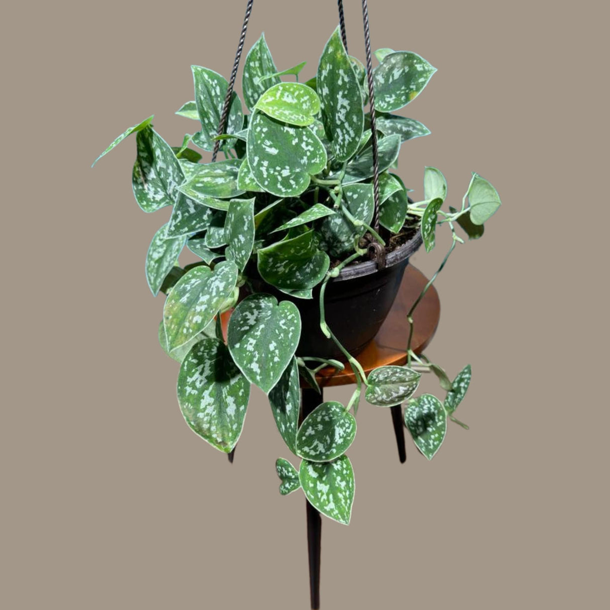 Silver Pothos in a 6" Hanging Basket - Silver Satin Pothos Live Houseplant - Scindapsus pictus 'Argyraeus' - Low light pothos for indoor