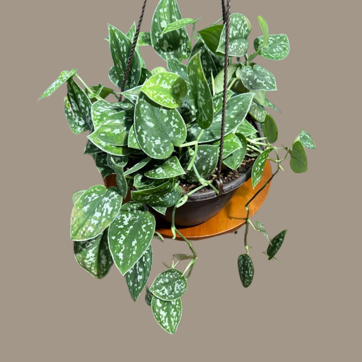 Silver Pothos in a 6" Hanging Basket - Silver Satin Pothos Live Houseplant - Scindapsus pictus 'Argyraeus' - Low light pothos for indoor