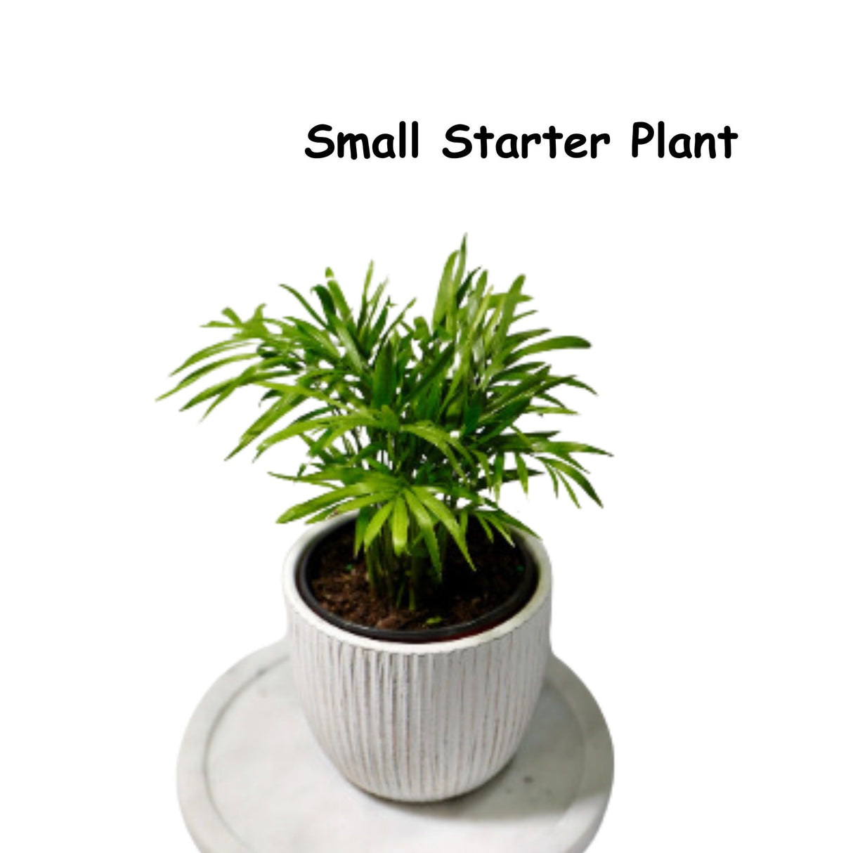 Parlour Palm Indoor Plant - Easy Care Low Light House plant - Air Purifier Plant in Pot - Parlour Palm- EXACT plant as pictures