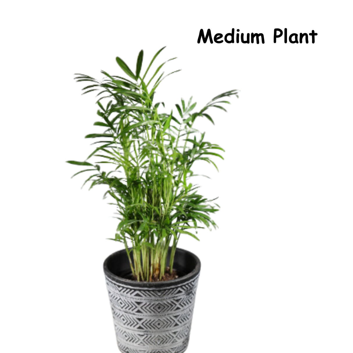Parlour Palm Indoor Plant - Easy Care Low Light House plant - Air Purifier Plant in Pot - Parlour Palm- EXACT plant as pictures