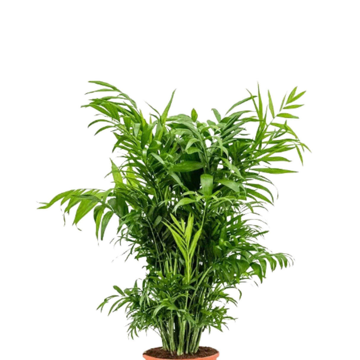Parlour Palm Indoor Plant - Easy Care Low Light House plant - Air Purifier Plant in Pot - Parlour Palm- EXACT plant as pictures