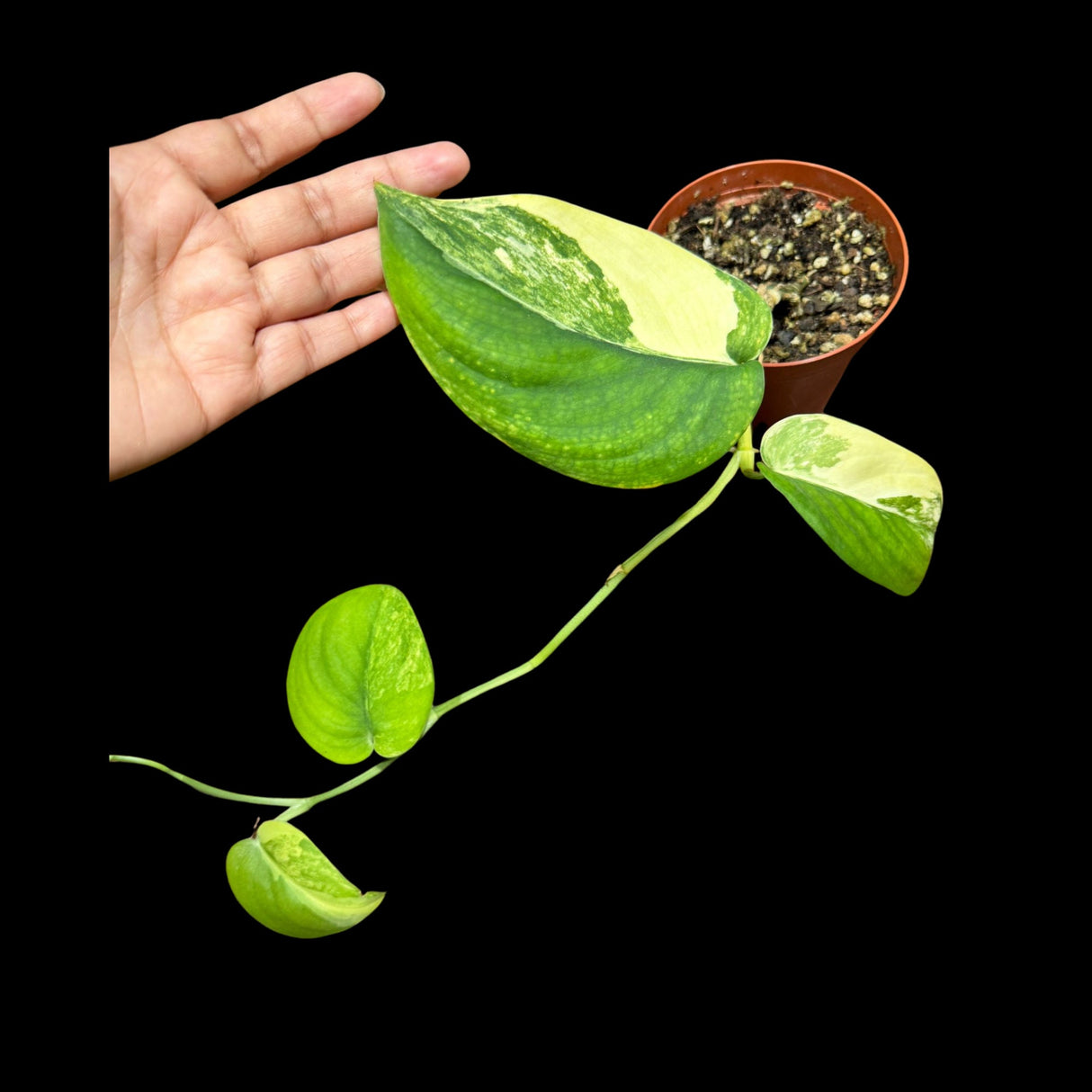 Scindapsus Jade Satin Variegated | Variegated Scindapsus Potted Plant | SAME plant as images - US Seller