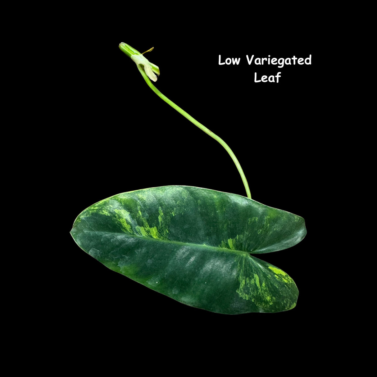 Variegated Burle Marx Philodendron Cuttings- Indoor & Outdoor Live Tropical House plant - US Seller