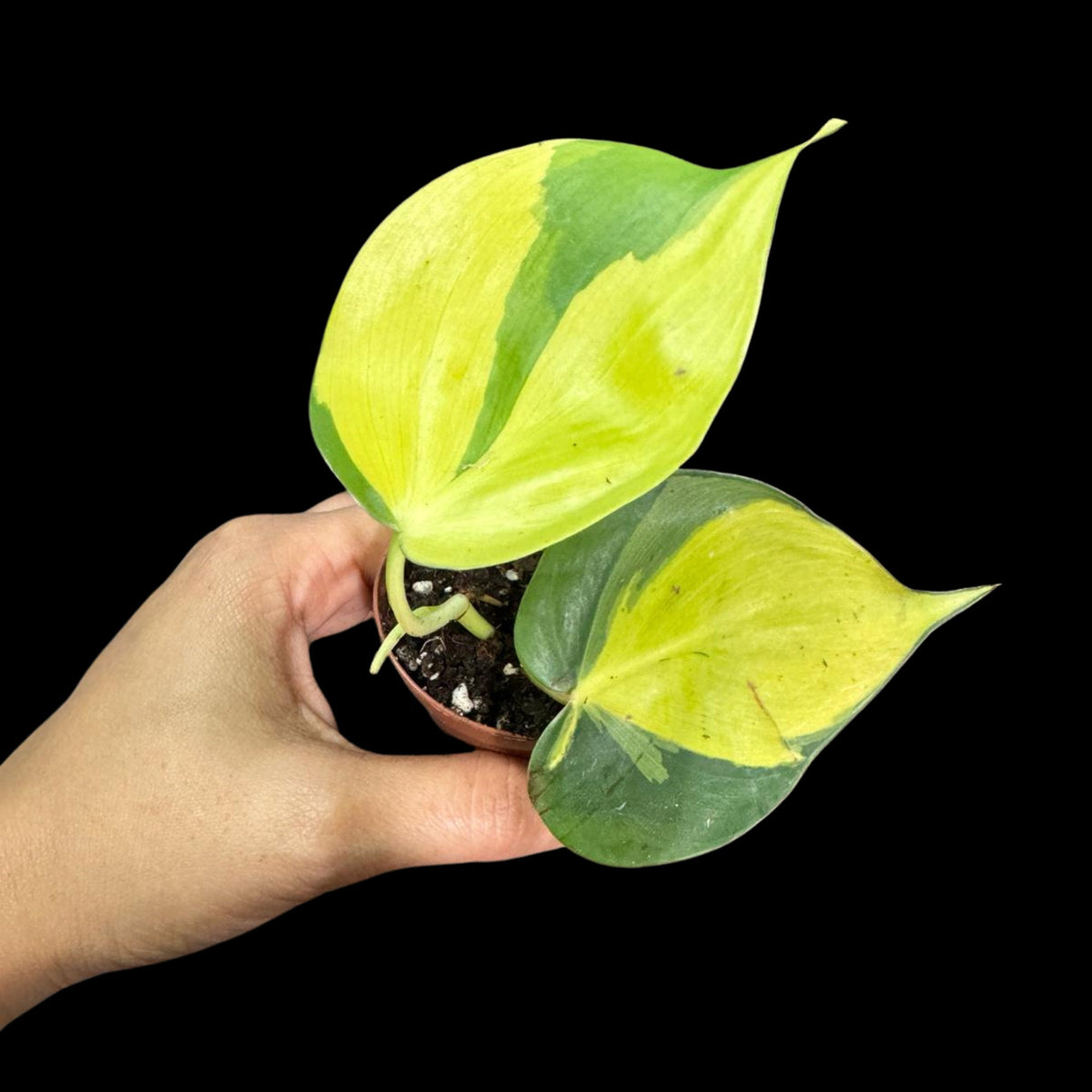 Rare Brazilian philodendron Starter Plant in a 1.5" Nursery Pot - Easy Care Houseplant - Extremely Rare Philodendron Brazil Plant for Gift
