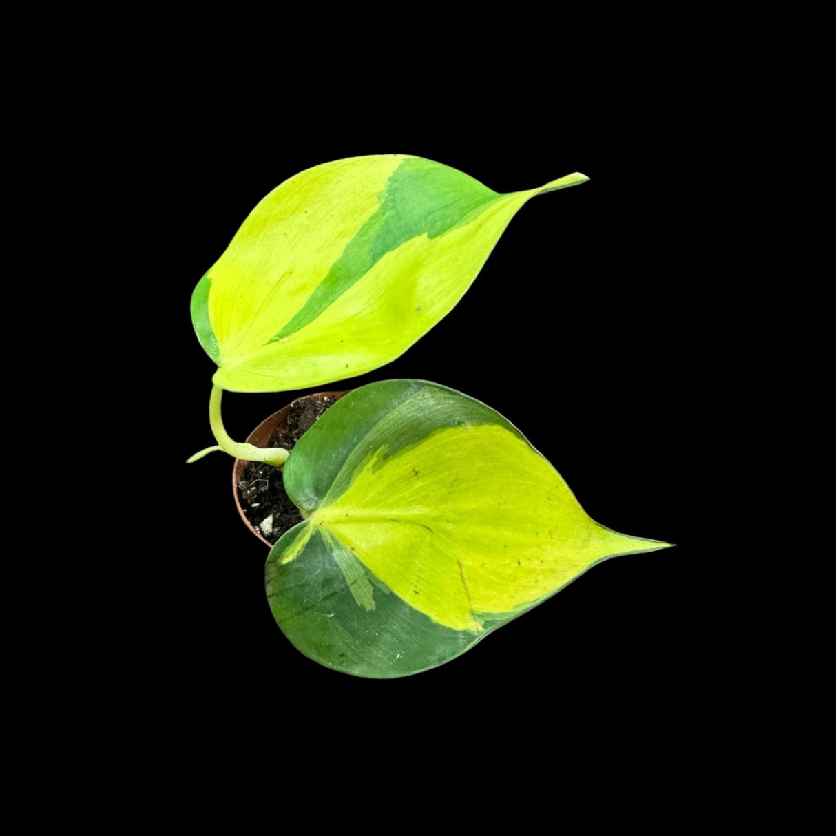 Rare Brazilian philodendron Starter Plant in a 1.5" Nursery Pot - Easy Care Houseplant - Extremely Rare Philodendron Brazil Plant for Gift