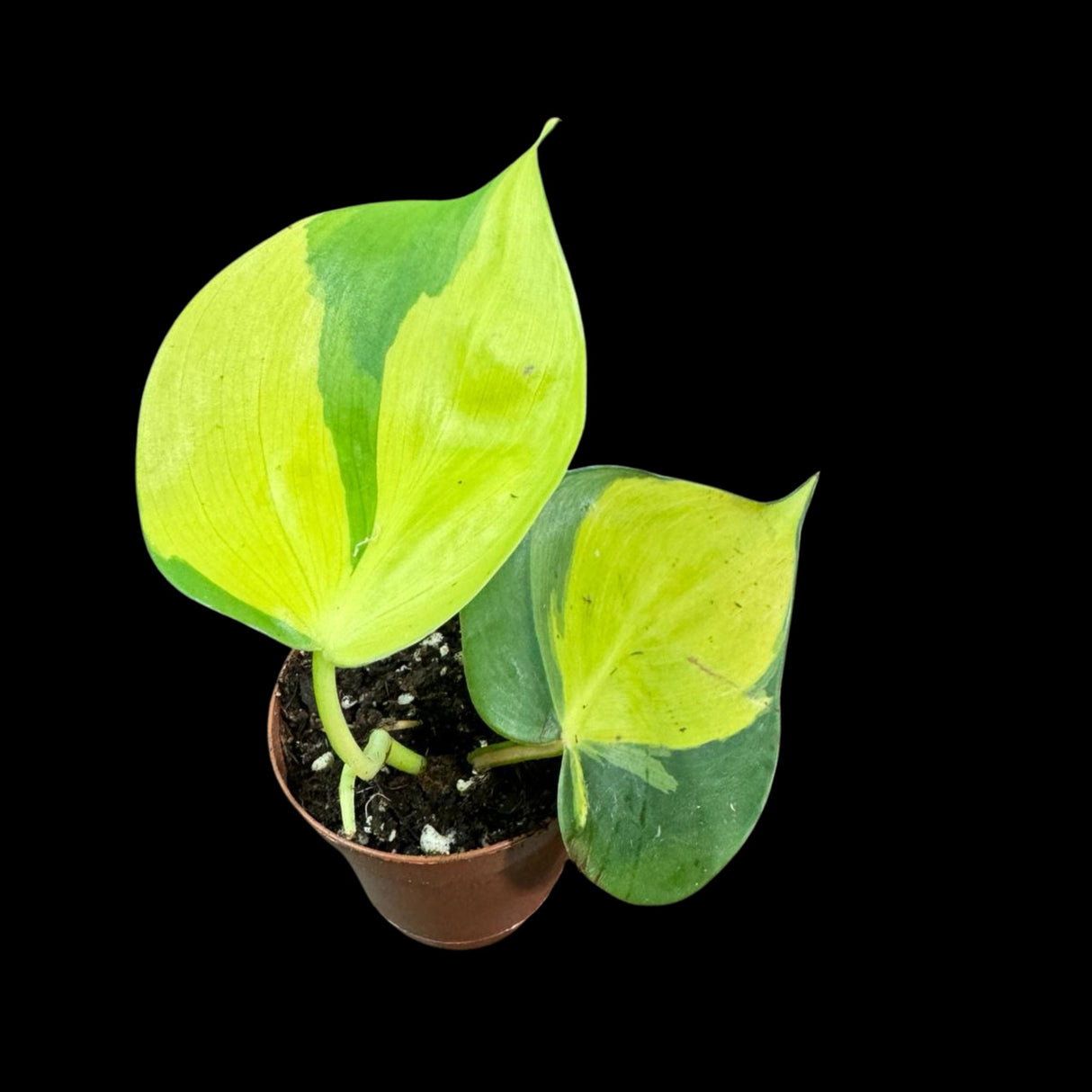 Rare Brazilian philodendron Starter Plant in a 1.5" Nursery Pot - Easy Care Houseplant - Extremely Rare Philodendron Brazil Plant for Gift