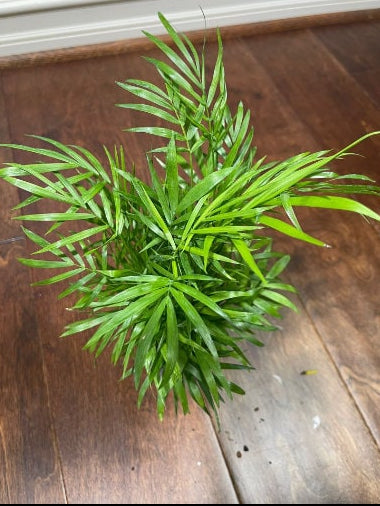 Parlour Palm Indoor Plant - Easy Care Low Light House plant - Air Purifier Plant in Pot - Parlour Palm- EXACT plant as pictures