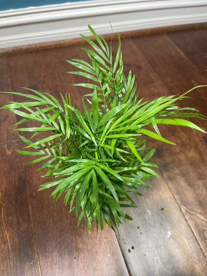 Parlour Palm Indoor Plant - Easy Care Low Light House plant - Air Purifier Plant in Pot - Parlour Palm- EXACT plant as pictures