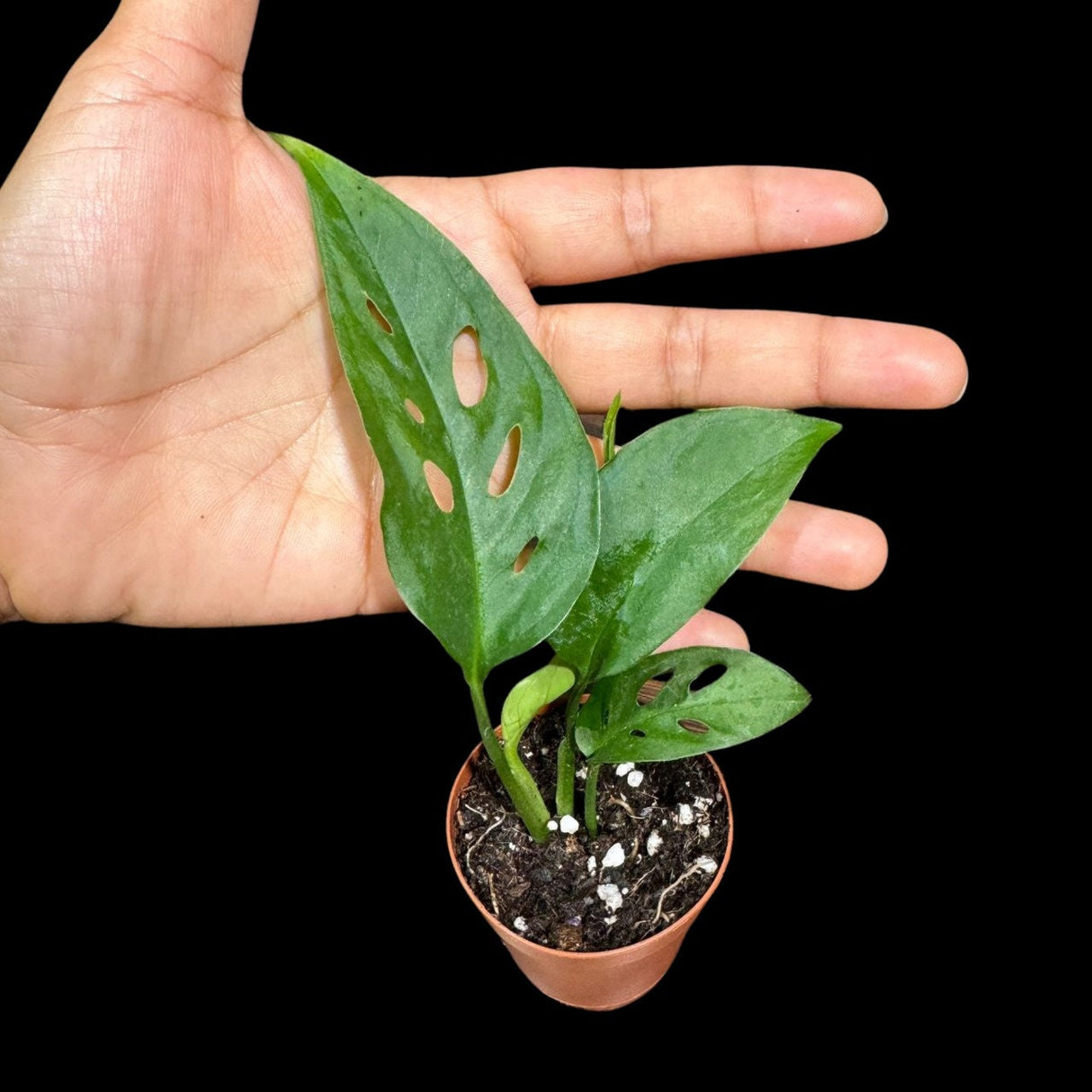 Monstera Swiss Cheese Potted Plant - Monstera Adansonii - Swiss Plants - Live Indoor Plant - Monstera Plant- Air Purification Houseplant