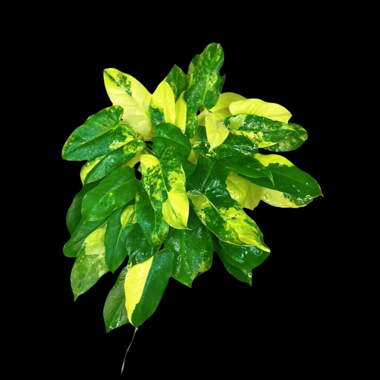 Variegated Burle Marx Philodendron Cuttings- Indoor & Outdoor Live Tropical House plant - US Seller