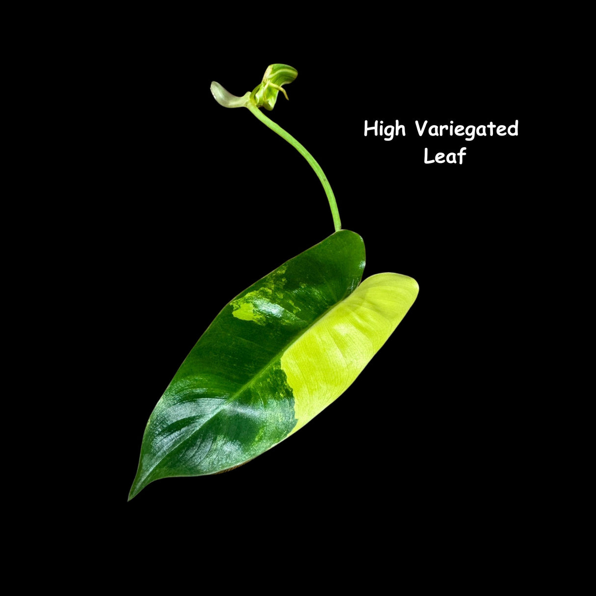 Variegated Burle Marx Philodendron Cuttings- Indoor & Outdoor Live Tropical House plant - US Seller