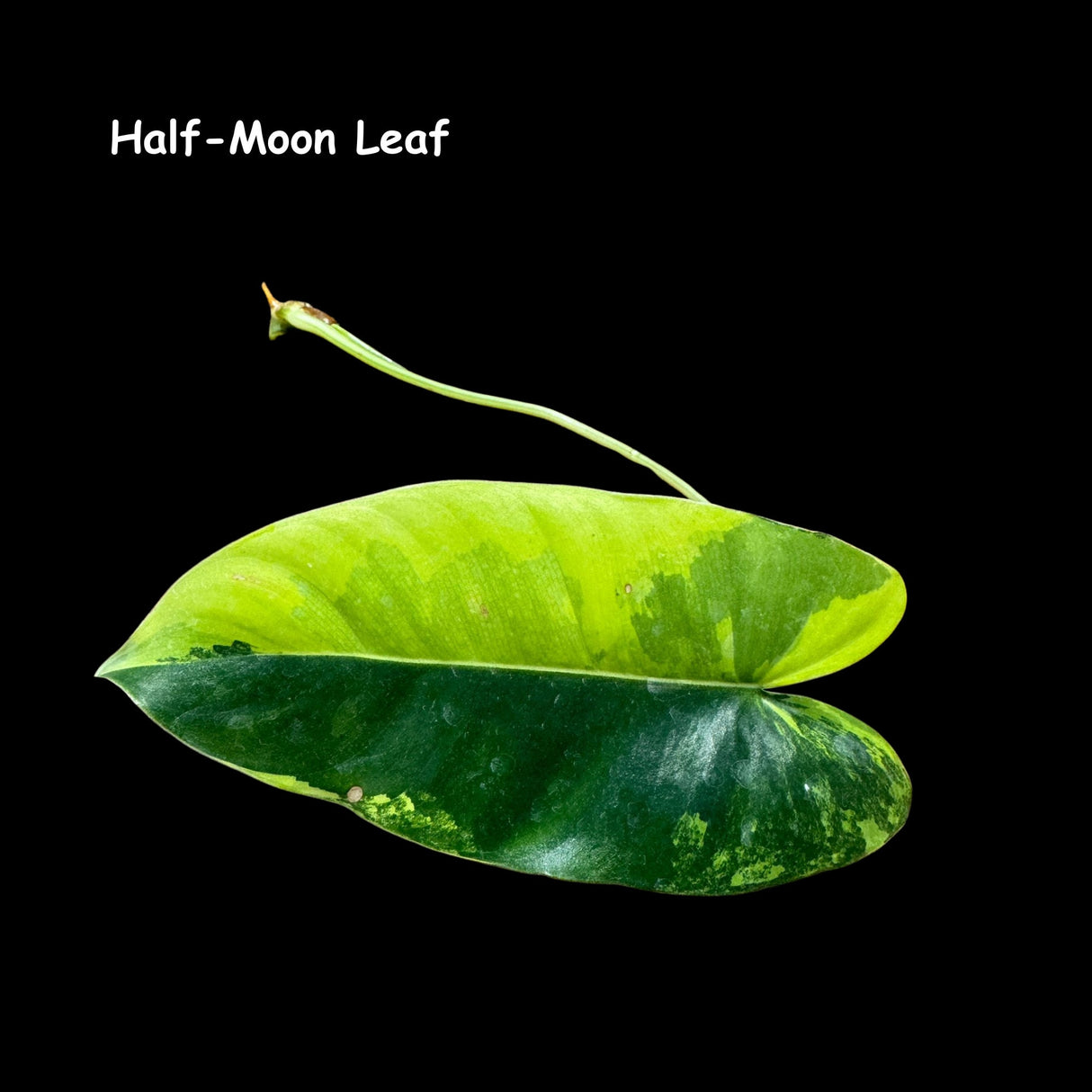 Variegated Burle Marx Philodendron Cuttings- Indoor & Outdoor Live Tropical House plant - US Seller