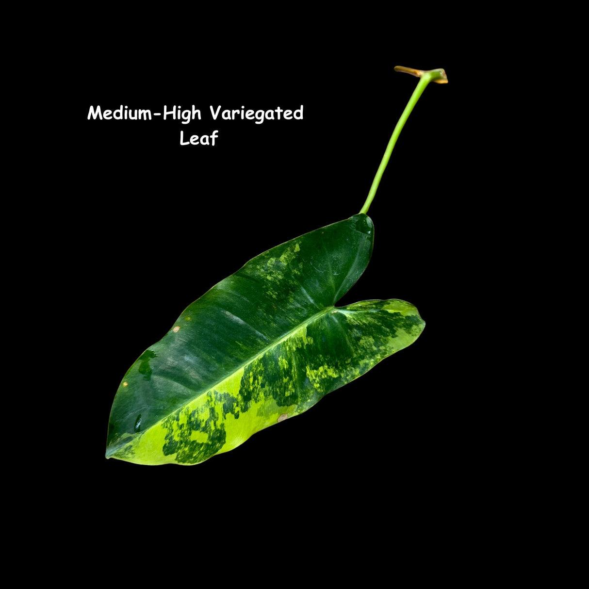 Variegated Burle Marx Philodendron Cuttings- Indoor & Outdoor Live Tropical House plant - US Seller