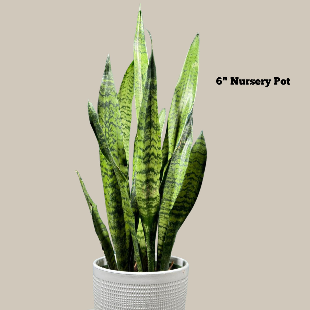 Snake Plant in Nursery Pot | Sansevieria Zeylanica Best Green Snake Plant | Indoor Air Purifier Hardy Low Light Office Plants | Gift Plant