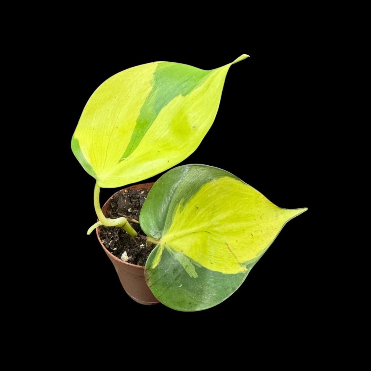 Rare Brazilian philodendron Starter Plant in a 1.5" Nursery Pot - Easy Care Houseplant - Extremely Rare Philodendron Brazil Plant for Gift