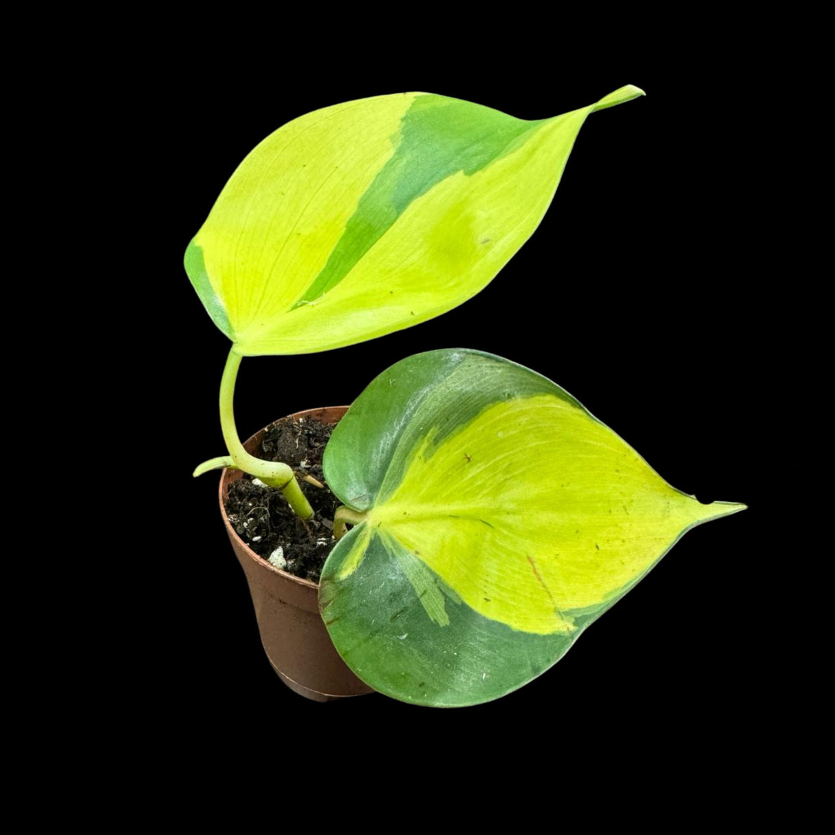 Rare Brazilian philodendron Starter Plant in a 1.5" Nursery Pot - Easy Care Houseplant - Extremely Rare Philodendron Brazil Plant for Gift