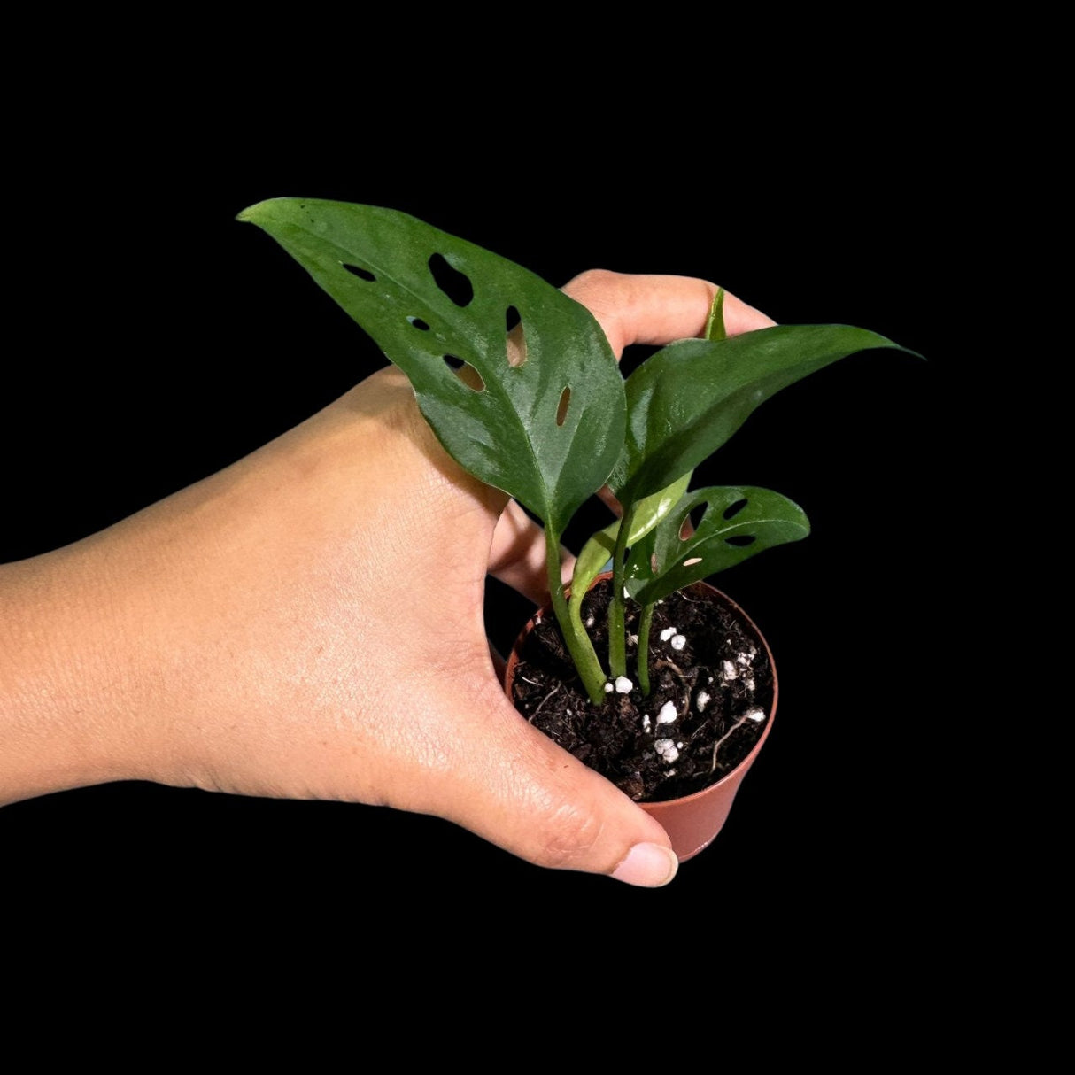 Monstera Swiss Cheese Potted Plant - Monstera Adansonii - Swiss Plants - Live Indoor Plant - Monstera Plant- Air Purification Houseplant