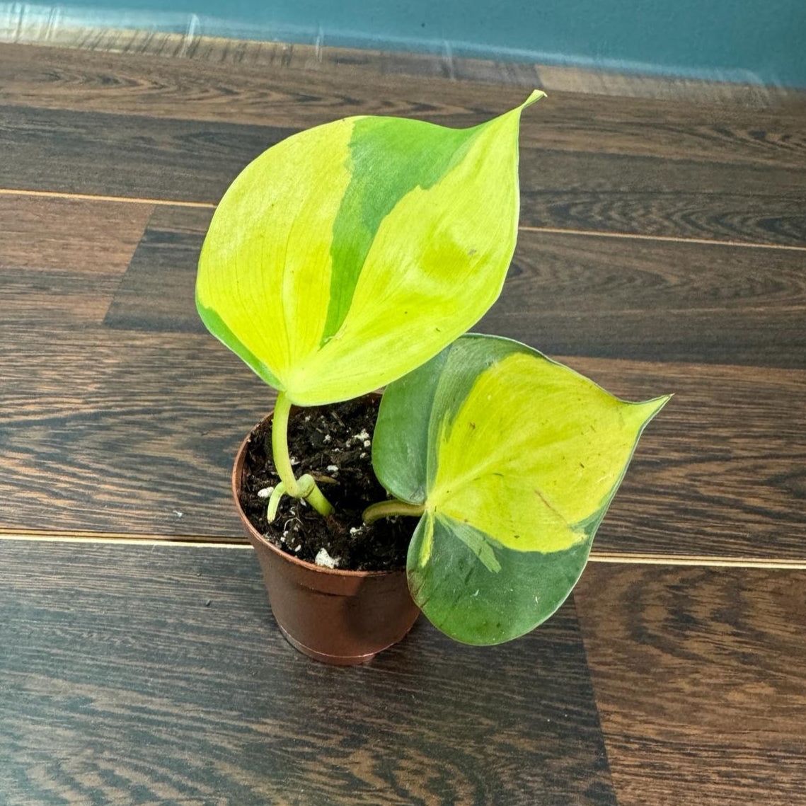 Rare Brasil philodendron Cuttings & Nursery Pots - Easy Care Houseplant Brasil Extremely Rare Low Light indoor vining plant office plant