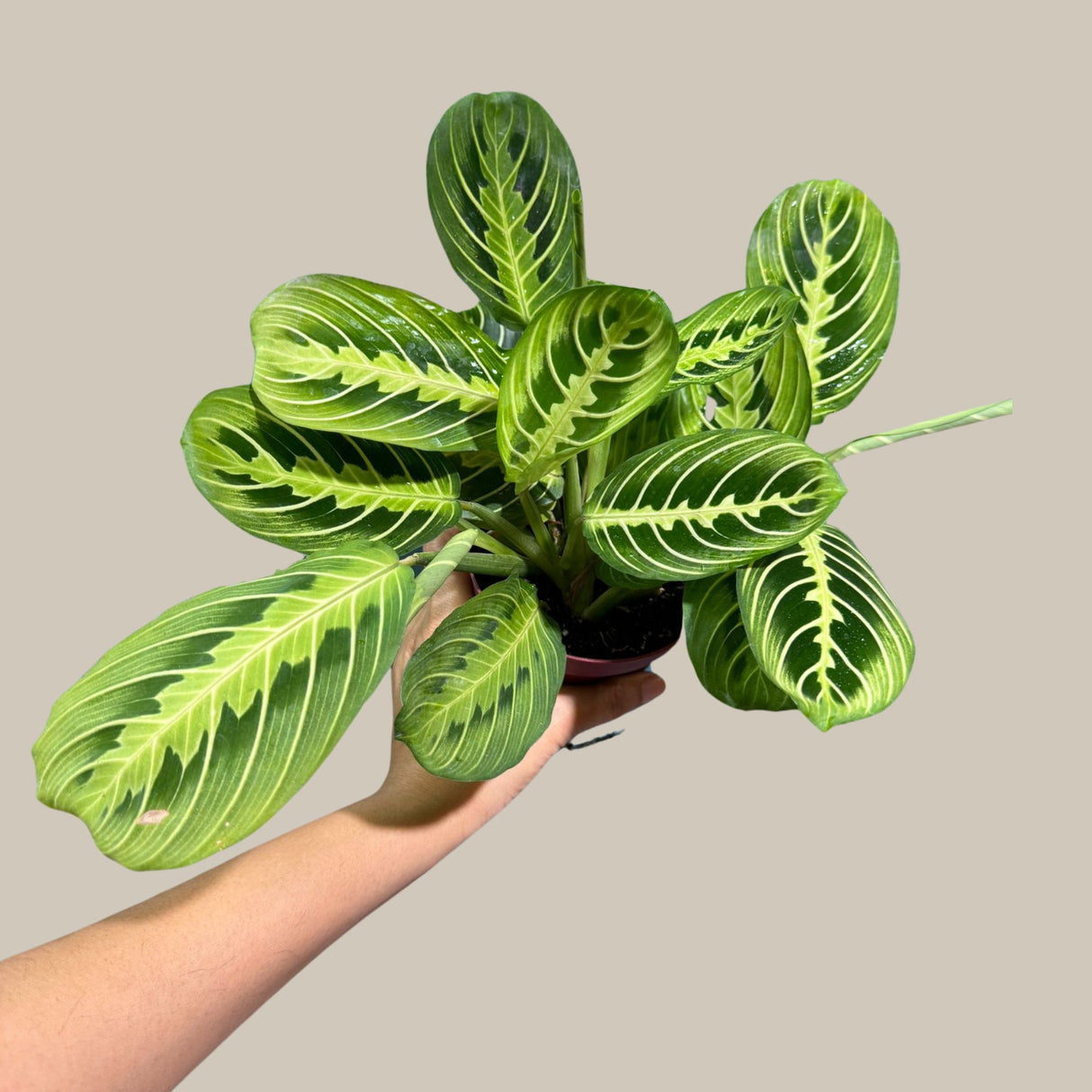 Live Lemon Lime Prayer Plant - Low Light Office Plant - Maranta Leuconeura - Potted Gift houseplant - Air Purifier Indoor Plant - Gift Plant