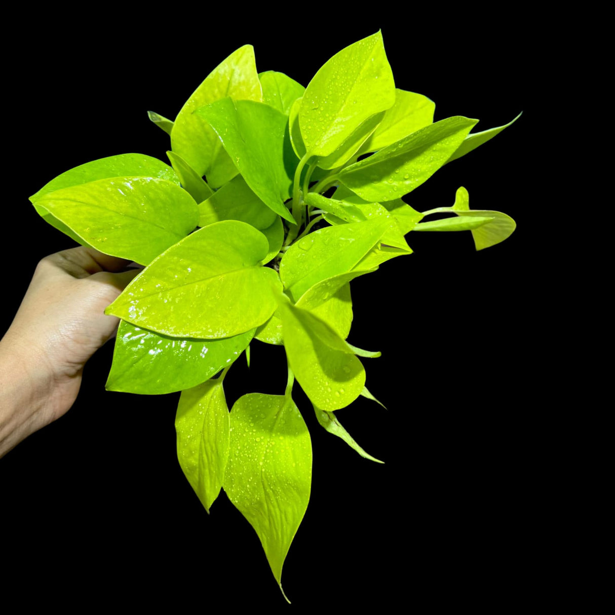 Neon Pothos Indoor Plant in a 4" Pot - Easy Care Low Light Indoor Live Plant - Yellow Pothos Houseplant - Beginner Plant - Pet Friendly