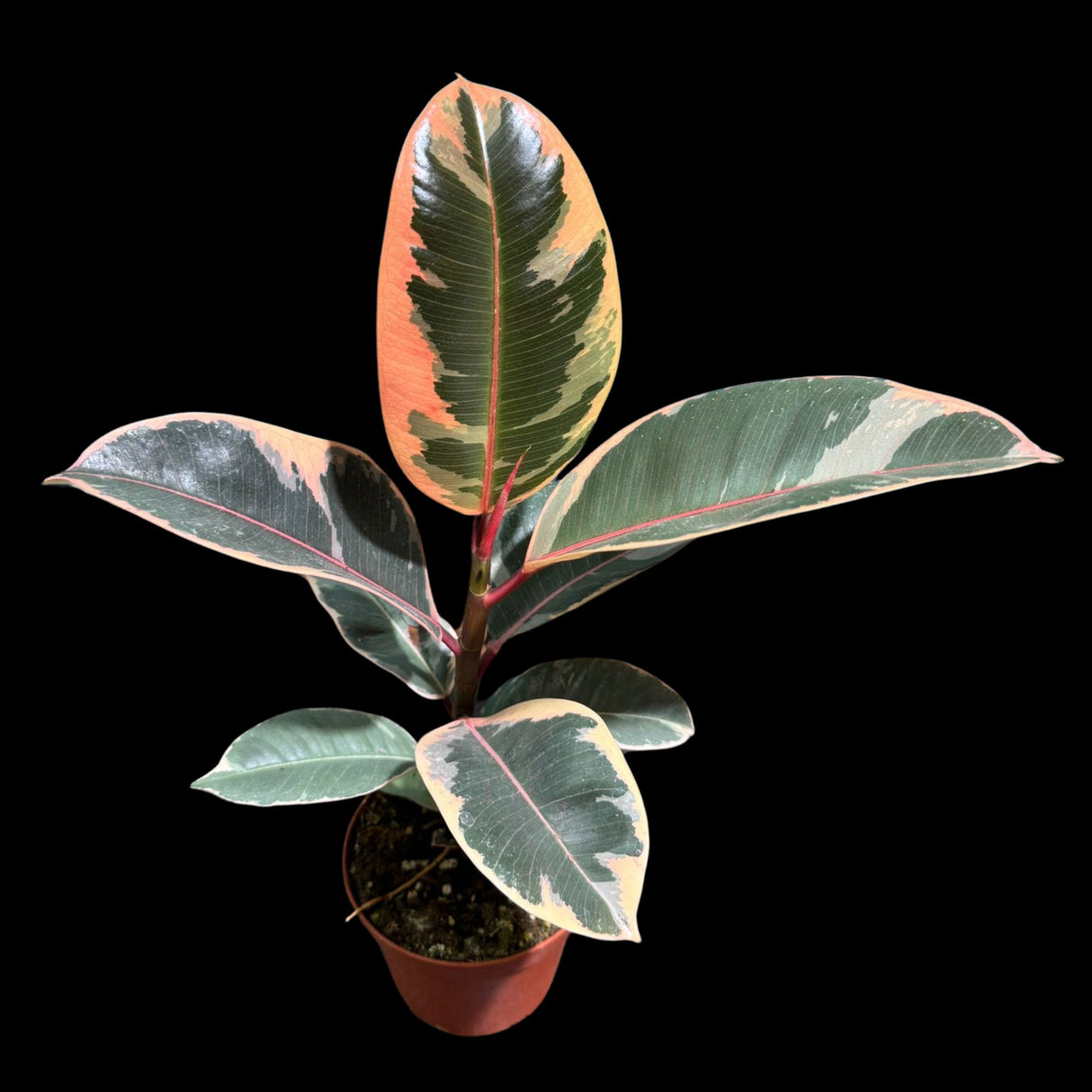 Variegated Ficus Elastica Tineke Rubber Tree Live 4 inch Grow Pot - Variegated Tropical Easy Care Plant - Gift Houseplant