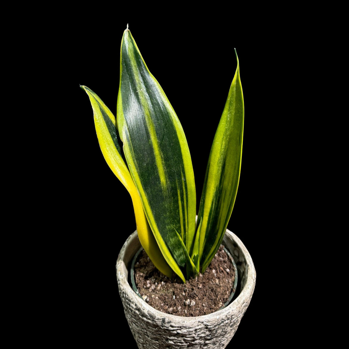 Rare Sansevieria Black Gold Snake Plant in 3” pot - Gift Houseplant - Indoor Air Purifier Plant - Live Houseplant