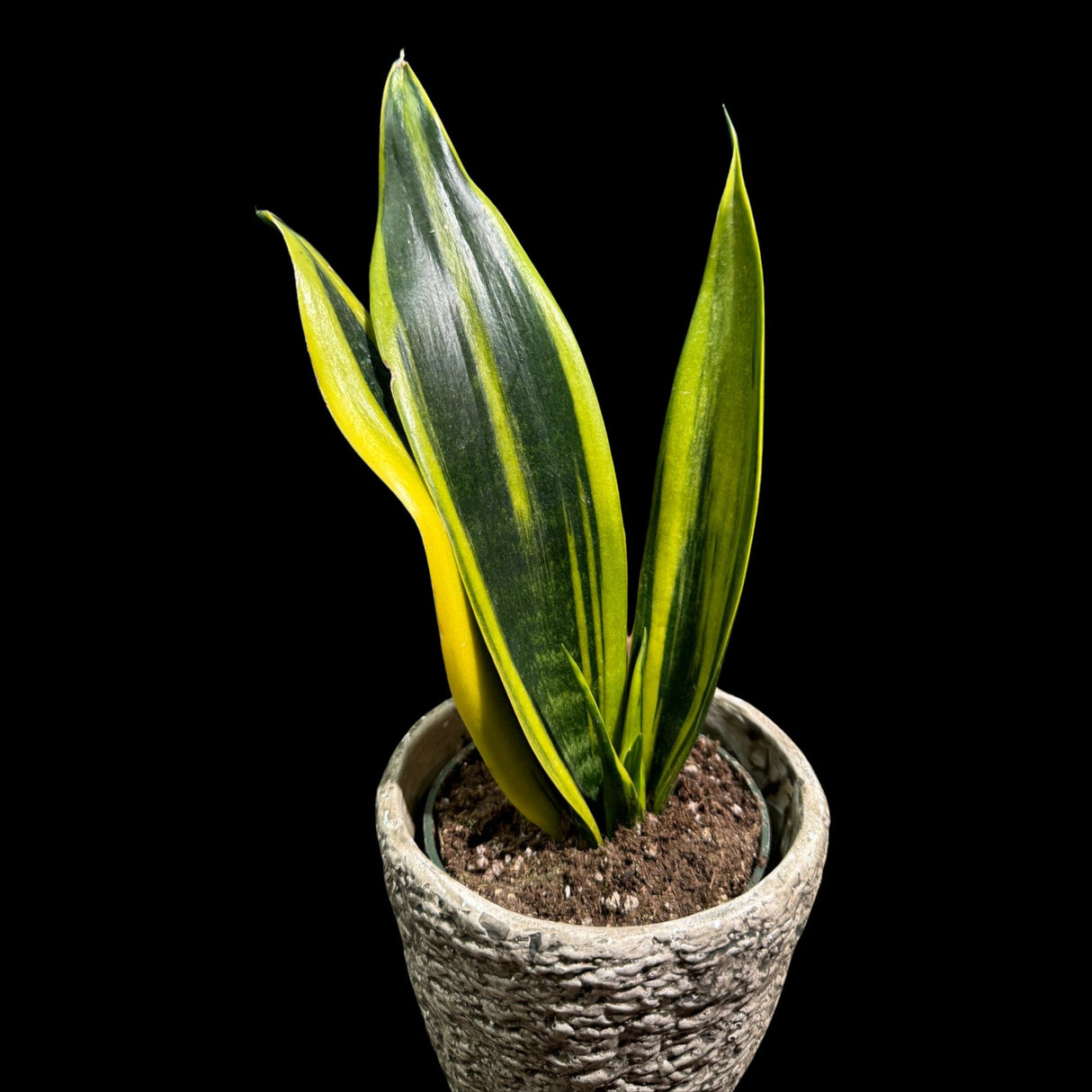 Rare Sansevieria Black Gold Snake Plant in 3” pot - Gift Houseplant - Indoor Air Purifier Plant - Live Houseplant