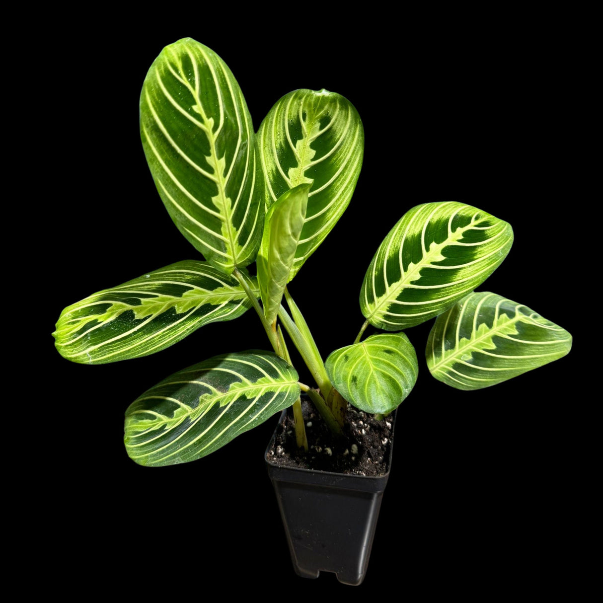 Live Lemon Lime Prayer Plant 4 Inch - Low Light Office Plant - Maranta Leuconeura - Gift houseplant - Air Purifier Indoor Plant - Gift Plant