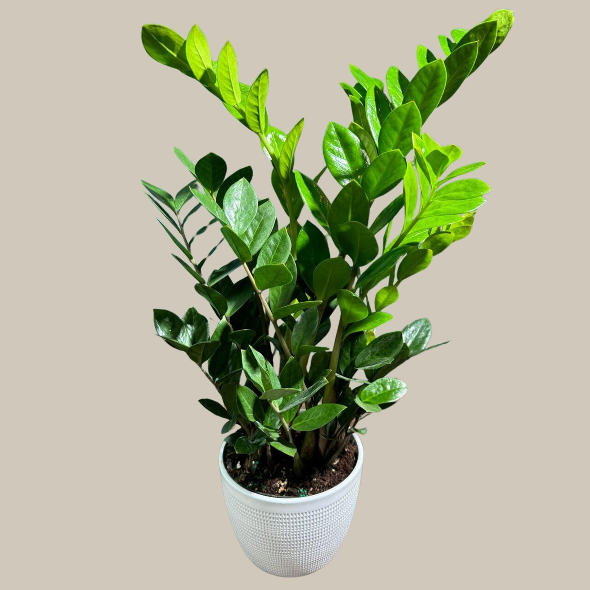 Green ZZ Plant in 6" Grow Pot | Zamioculcas Zamiifolia Plant | Low Light Indoor Plant | Easy Care Houseplant | Beginner Friendly Plant