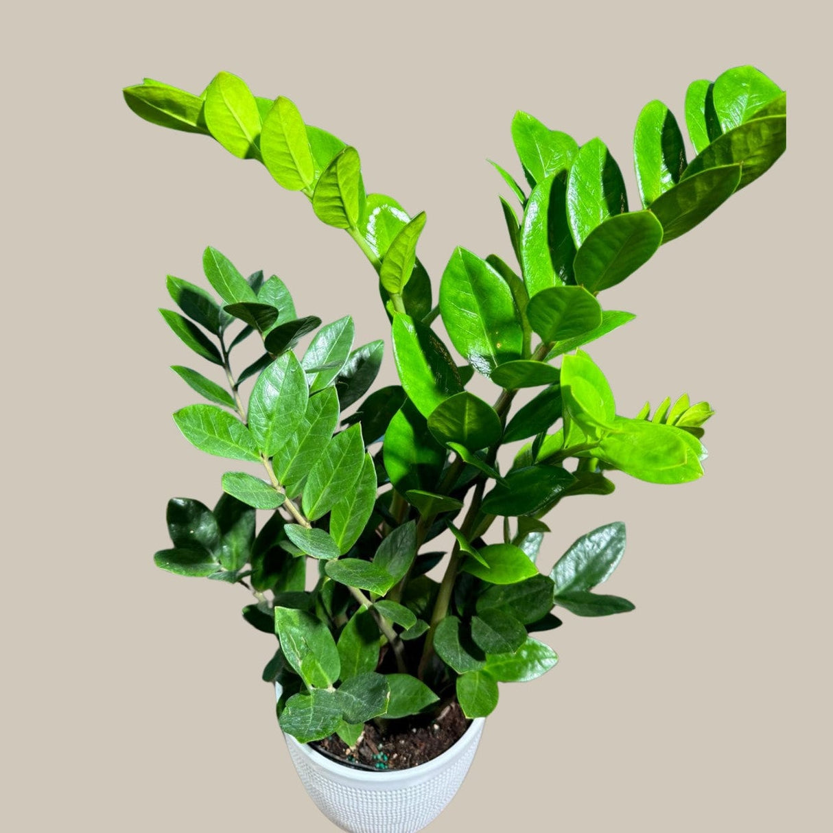 Green ZZ Plant in 6" Grow Pot | Zamioculcas Zamiifolia Plant | Low Light Indoor Plant | Easy Care Houseplant | Beginner Friendly Plant