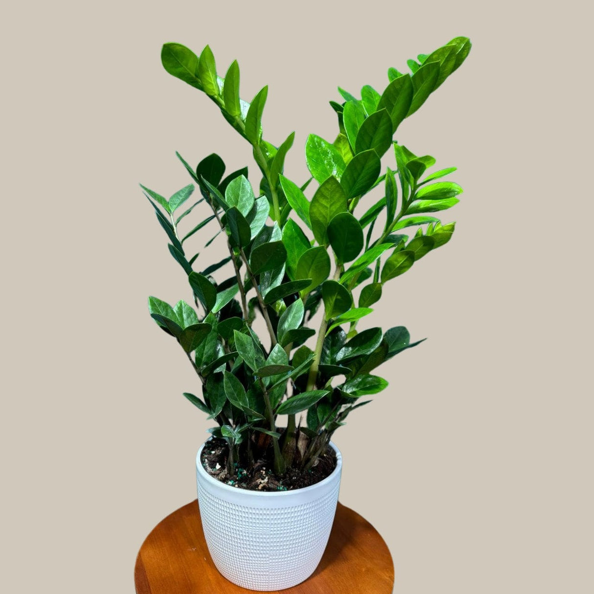Green ZZ Plant in 6" Grow Pot | Zamioculcas Zamiifolia Plant | Low Light Indoor Plant | Easy Care Houseplant | Beginner Friendly Plant