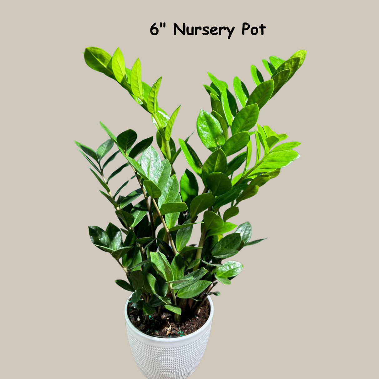 Green ZZ Plant in 6" Grow Pot | Zamioculcas Zamiifolia Plant | Low Light Indoor Plant | Easy Care Houseplant | Beginner Friendly Plant