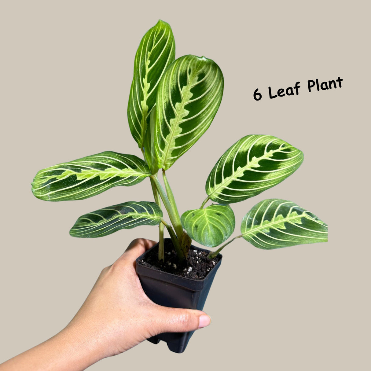 Live Lemon Lime Prayer Plant - Low Light Office Plant - Maranta Leuconeura - Potted Gift houseplant - Air Purifier Indoor Plant - Gift Plant