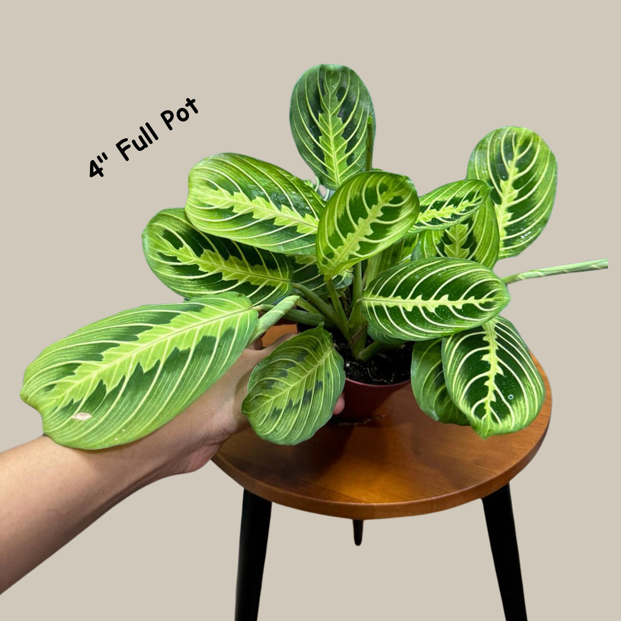 Live Lemon Lime Prayer Plant - Low Light Office Plant - Maranta Leuconeura - Potted Gift houseplant - Air Purifier Indoor Plant - Gift Plant